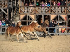 Під Києвом покажуть унікальну стародавню колекцію