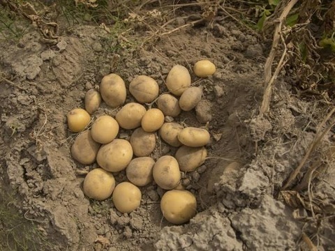 Ціна картоплі обвалиться до критичної позначки