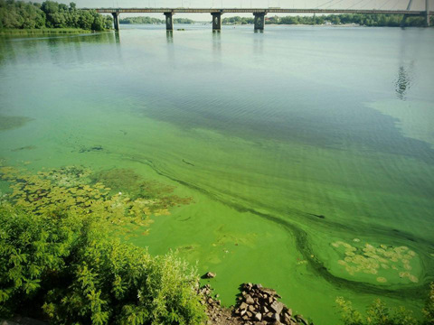 Чому "цвіте" вода у водоймах та чим це загрожує людині