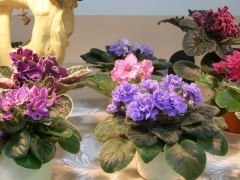 23-26 травня виставка фіалок, рослин-хижаків, хост та інших декоративних рослин