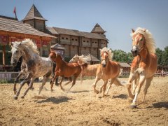 Під Києвом покажуть рідкісних стародавніх тварин