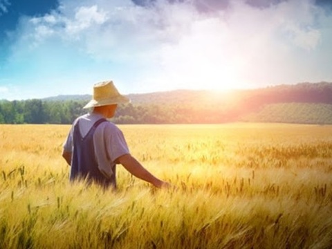 Відкриття ринку землі підтримують лише 15 % українців