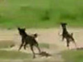 Відважні собаки зуміли прогнати тигра з села