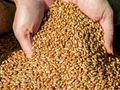Аграрії зібрали 66,7 млн т зерна