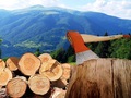 Довго «запрягали»: з 1 січня запрацює закон про незаконну вирубку і знищення лісу