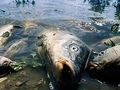 В Україні почастішали випадки масової загибелі риби