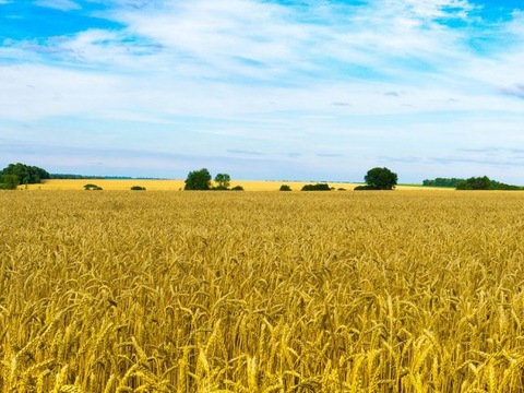 Законопроект про ринок землі можуть розглянути у п’ятницю