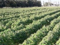 Рентабельність вирощування кунжуту в Україні сягає 700 %
