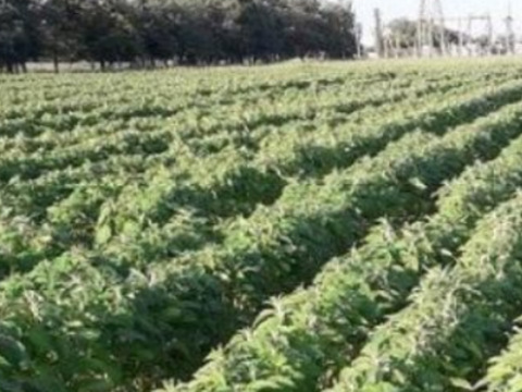 Рентабельність вирощування кунжуту в Україні сягає 700 %