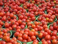 Урожайність томатів зросла на третину через пестициди