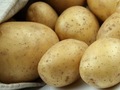 Ціни на картоплю в Україні злетять вже у вересні