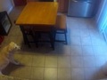 Хлопець ніяк не міг зловити свою собаку на гарячому, тому вирішив встановити камеру! 