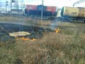 На Київщині масово горять екосистеми (ФОТО)